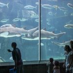 Kapetown | Two Oceans Aquarium